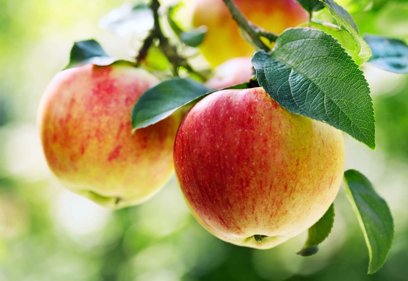 Apple | Description, Cultivation, Domestication, Varieties, Uses, Nutrition, & Facts | Britannica