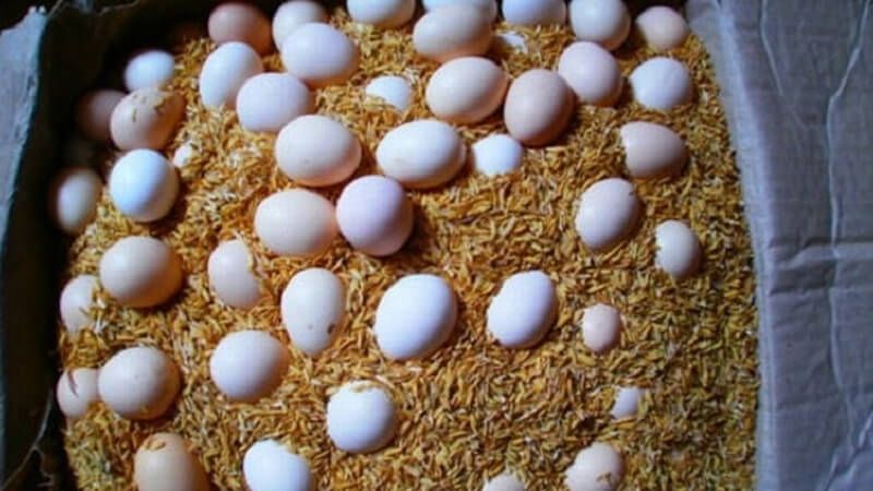 100g trứng bắc thảo bao nhiêu calo? Ăn trứng bắc thảo có béo (mập) không?