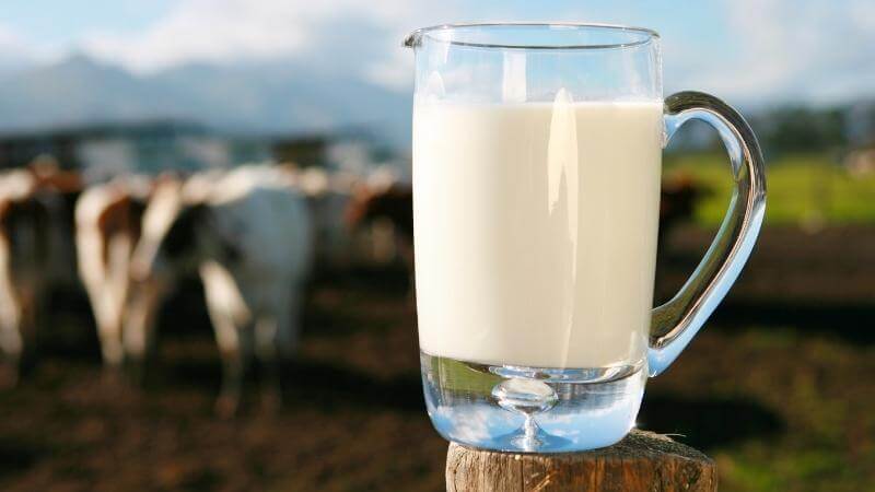 Tránh uống sữa khi bụng đói bởi nó sẽ làm hại dạ dày