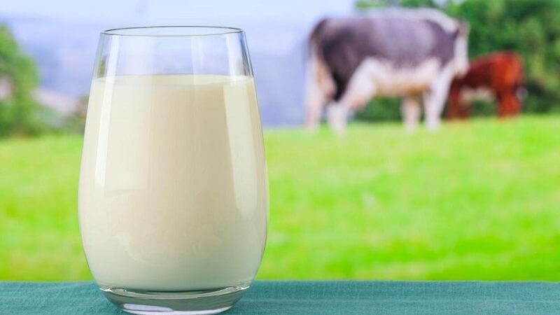 Sữa bò chứa nhiều chất dinh dưỡng như chất đạm, chất béo và canxi