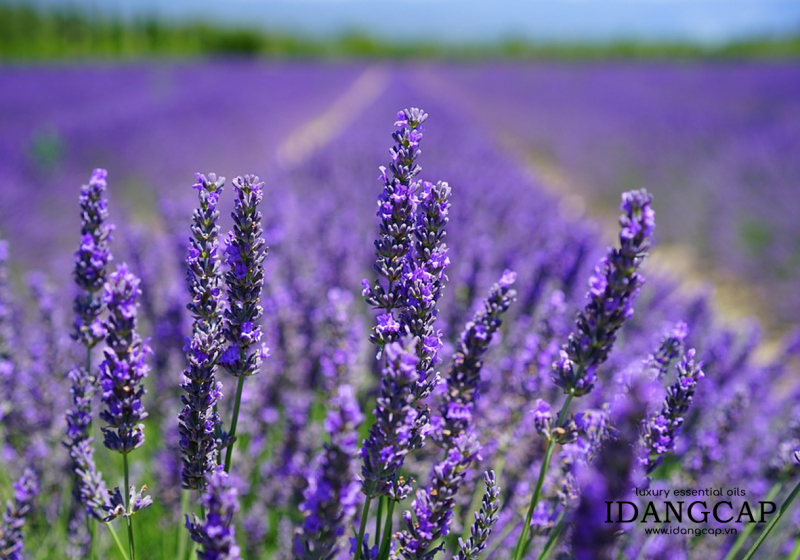 Tinh Dầu Oải Hương Nguyên Chất – Lavender Essential Oil