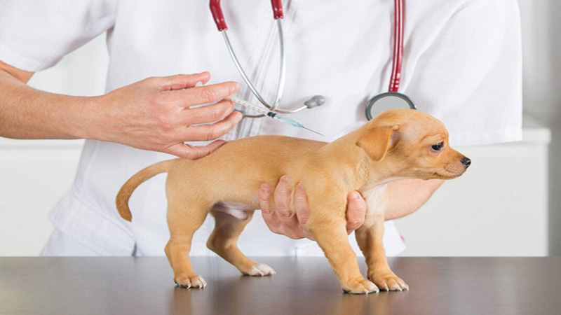 Dấu hiệu bệnh Care ở chó?
