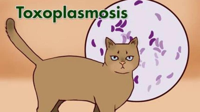 Bệnh ký sinh trùng mèo (Toxoplasma gondii)
