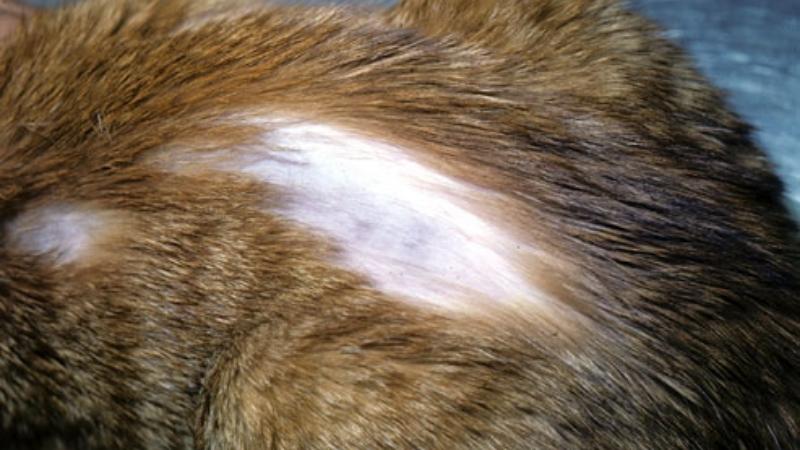 Bệnh rụng lông (Alopecia)