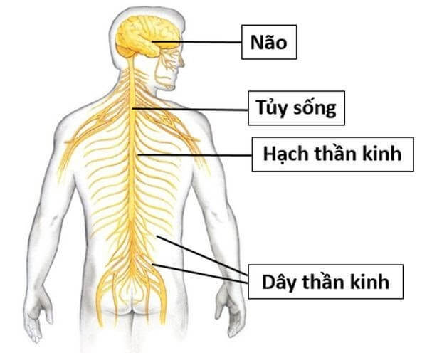 Các bộ phận trên cơ thể người: Hệ thần kinh