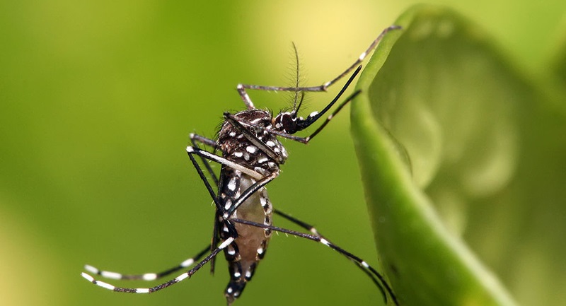 Cách nhận biết loại muỗi truyền bệnh sốt xuất huyết