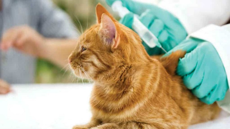 Mèo bị bệnh FIP có các triệu chứng thờ ơ, chán hoặc bỏ ăn
