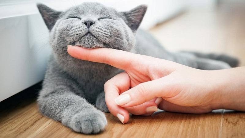 Cách điều trị bệnh viêm phúc mạc ở mèo