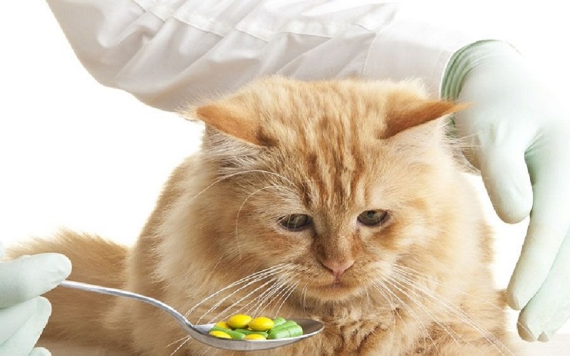Cho mèo ăn bằng một cái đựng thức ăn riêng biệt