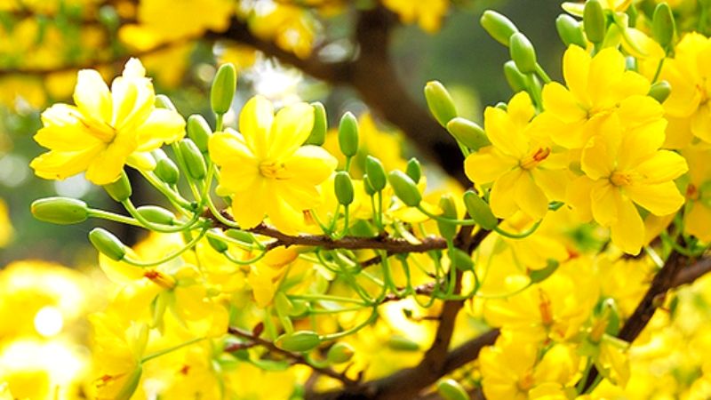 Hoa mai có màu vàng mỏng nhẹ và thường có 5 cánh