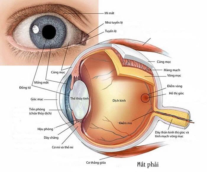 Các thành phần cấu tạo bên trong của mắt