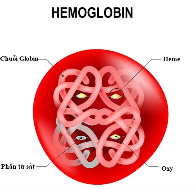 Xét nghiệm điện di huyết sắc tố (hemoglobin) có ý nghĩa gì? - 7-Dayslim