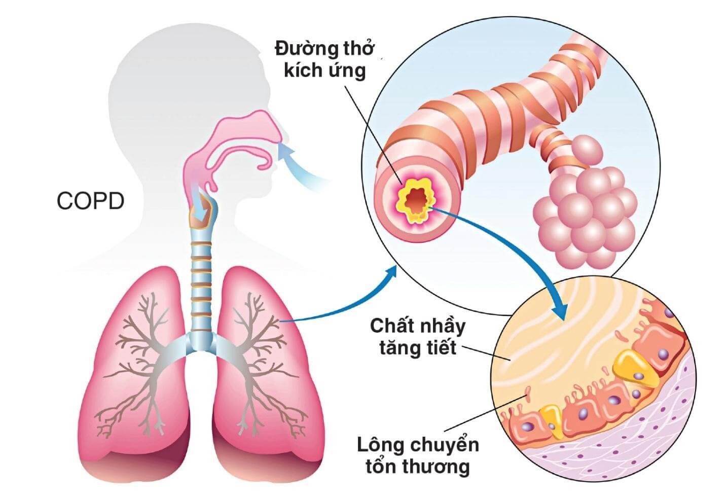 Hô hấp là gì? Tổng quan về hô hấp