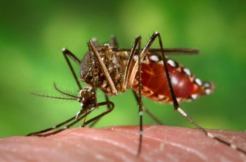 6 hiểu nhầm về bệnh sốt xuất huyết mà nhiều người thường mắc phải