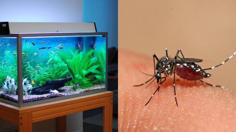 Muỗi vằn có thể sinh sản trong bể cá nhà bạn