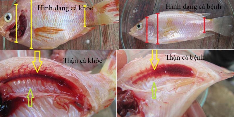 Cá khỏe mạnh có hình thoi, màu sắc hồng tươi còn cá bệnh có hình elip, màu sắc nhợt nhạt, cá dài không cân đối.