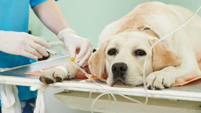 Cách chăm sóc và điều trị khi chó bị sốt