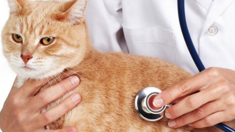 Cách điều trị bệnh Care ở mèo